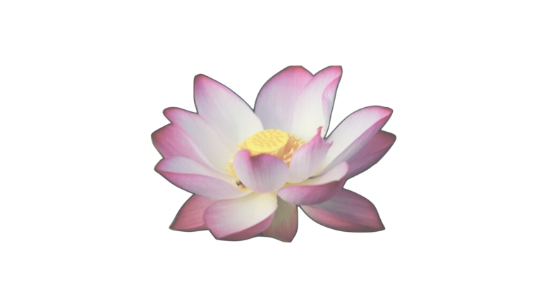authentic Thai dfw logo lotus flower unfolds healing here